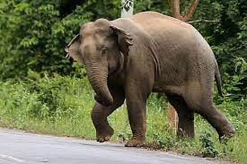 அறுவடைக்கு தயாராக இருந்த நெல் வயலில் யானைகள் புகுந்து அட்டகாசம்