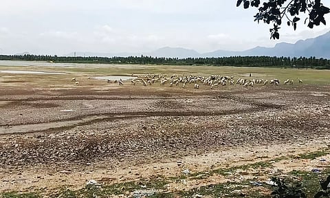 மழை இல்லாததால் தண்ணீர் வறண்டு காணப்படும் மீனாட்சியம்மன் கண்மாய்.