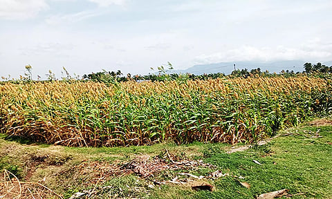 செங்கோட்டை பகுதியில் சோளப்பயிர்கள் கருகி உள்ள காட்சி.