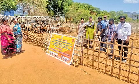 வெள்ளாடு, செம்மறி ஆடுகளில் குடற்புழுநீக்கம் செயல்விளக்கம்