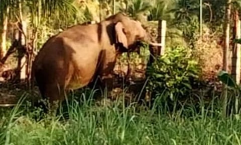 விவசாய நிலத்திற்குள் புகுந்த காட்டுயானை- வனத்துறையினர் காட்டுக்குள் விரட்டினர்