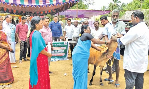 கால்நடைகளுக்கு குடற்பழு நீக்க மருந்து செலுத்தப்பட்டது.
