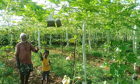 நிலக்கோட்டை அருகில் உள்ள என்.ஊத்துப்பட்டியில் புடலங்காய் அதிக அளவில் விளைந்துள்ளது.