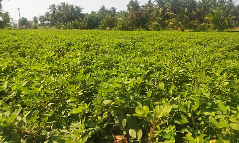 தொடர் மழையால் கருகும் நிலையில் கிடந்த நிலக்கடலை செடிகள் செழித்து வளர்ந்து உள்ளதை படத்தில் காணலாம்.