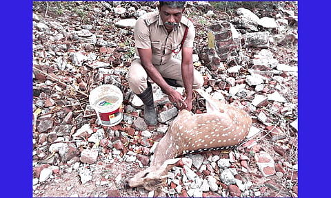 கமுதி குண்டாறு கடையில் உள்ள சந்தன மாரியம்மன் கோவில் கம்பி வேலி பகுதியில் சிக்கிய ஆண் புள்ளிமான் என்று பரிதாபமாக பலியானது.