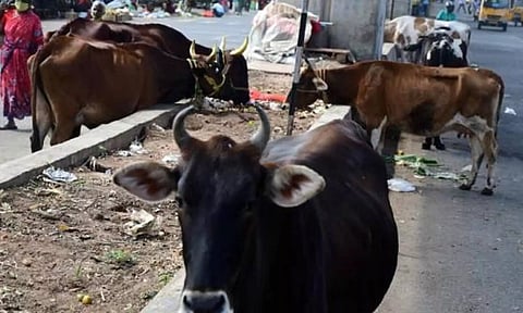 ரோட்டில் நடமாடும் மாடுகளை இனி திருப்பி தரமாட்டோம்- கால்நடை வளர்ப்பு இடங்களுக்கு கொண்டு செல்வதாக அறிவிப்பு