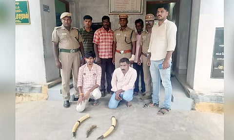 யானை தந்தத்துடன் கைது செய்யப்பட்ட வாலிபர்கள்.