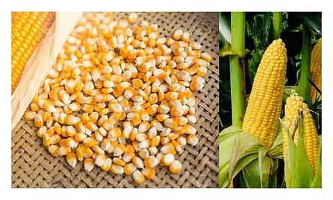 பதிவுசான்று பெறாத விதைகளை விற்பனை செய்தால் கடும் நடவடிக்கை-துணை இயக்குனர் எச்சரிக்கை
