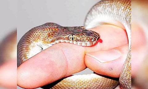 பாம்பு கடித்து விவசாயி பலி