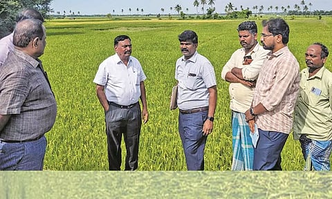 குறுவை வயல்களில் நீர்வளத்துறை திருச்சி மண்டல தலைமை பொறியாளர் சுப்பிரமணியன் ஆய்வு செய்தார்.