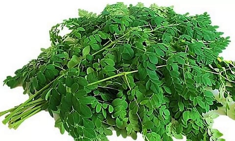 முருங்கை கீரை சாப்பிடுவதால் ஏற்படும் நன்மைகள்