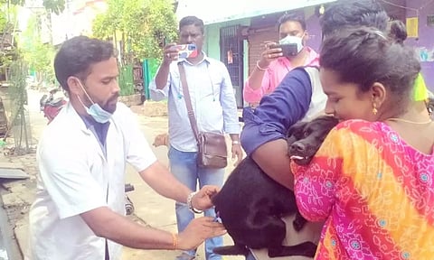 தெரு நாய்களுக்கு ரேபிஸ் தடுப்பூசி போடப்பட்ட காட்சி.