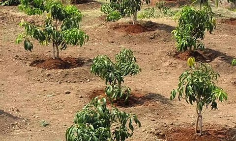 18 லட்சம் மரங்கள் நடவு செய்ய இலக்கு