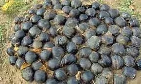 தோளூர்பட்டியில் 5,500  பனைமர விதைகளை நடவு