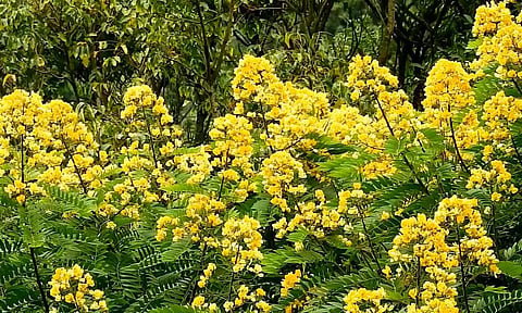 &nbsp;கொடைக்கானலில் பூத்துக்குலுங்கும் போயின் சியானா மலர்களை காணலாம்.