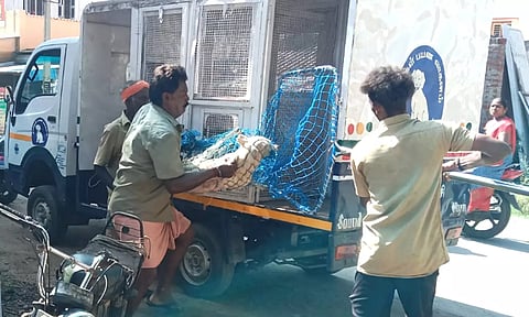 நகர்பகுதியில் சுற்றித்திரிந்த நாய்களை பிடித்த மாநகராட்சி ஊழியர்கள்.