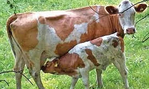 கோப்புபடம்.&nbsp;
