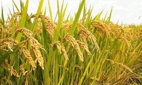 நெற்பயிரில் விதை நேர்த்தி செய்யும் வழிமுறைகள்