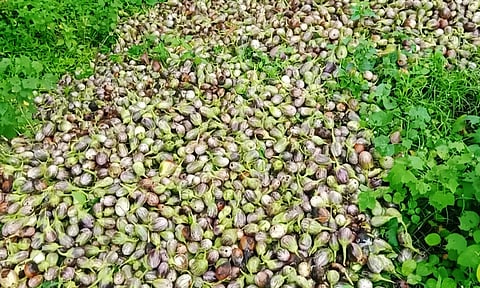 குப்பையில் கொட்டப்பட்ட கத்தரிக்காய்களை படத்தில் காணலாம்.