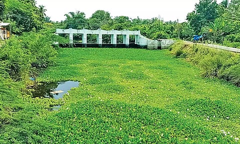 ஆற்றிறை ஆக்கிரமித்துள்ள ஆகாயத்தாமரை செடிகள்.