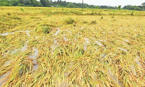 மழை நீரால் குறுவை பயிர்கள் சேதம்