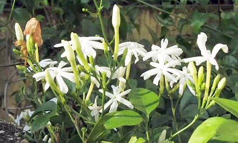 பனிப்பொழிவால் முல்லைப்பூ விளைச்சல் பாதிப்பு