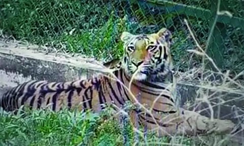 வனச்சரகத்தில் பராமரிக்கப்படும் புலியை வனத்தில் விடுவது தொடர்பாக வனத்துறையினர் ஆலோசனை