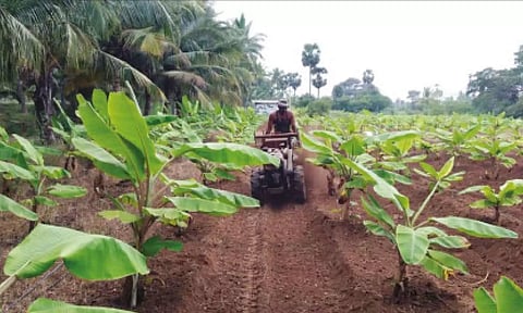 எந்திரம் மூலம் களை மேலாண்மை பணி நடைபெற்ற காட்சி.&nbsp;