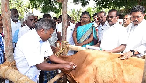 காட்டுப்பாளையத்தில் கோமாரி நோய் தடுப்பூசி முகாமை கலெக்டர் உமா தொடங்கி வைத்த காட்சி.