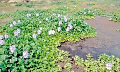 ஆகாயத்தாமரை செடிகள் அகற்றம்