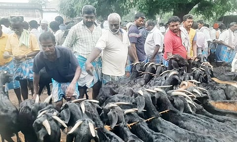 பொம்மிடி வார சந்தையில் மலை ஆடுகளை வாங்க குவிந்த வியாபாரிகள்