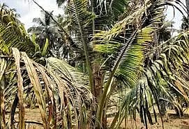 60 ஏக்கர் தென்னை மரங்களில் நோய் தாக்குதல்