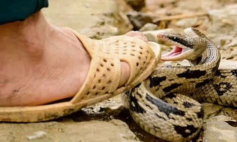 பாம்பு கடித்து தொழிலாளி சாவு