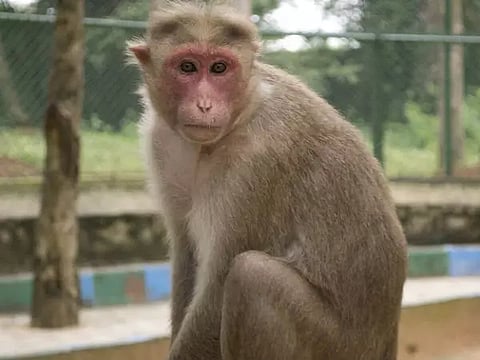 பண்ருட்டி அருகே குரங்கு கடித்து 3 பேர் அவதி: பொதுமக்கள் அச்சம்