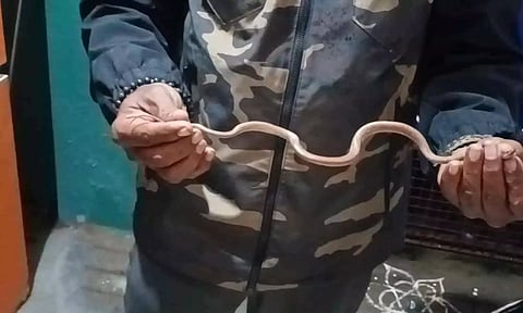 இரும்பு கேட்டில் பதுங்கிய பாம்பை வனத்துறையினர் பிடித்த காட்சி.