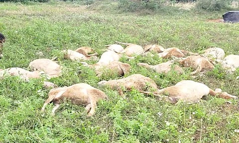 மர்ம விலங்கு கடித்து 7 ஆடுகள் சாவு