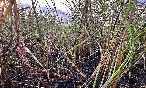 தீ விபத்தினால் சேதமடைந்த கரும்பு&nbsp; தோட்டத்தை படத்தில் காணலாம்.