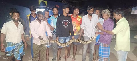 9 அடி நீள மலை பாம்பு மீட்பு