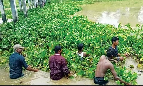 ஆகாயதாமரையை அகற்றிய விவசாயிகள்.
