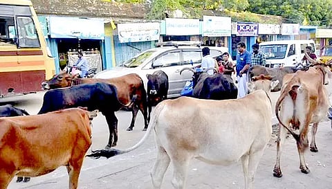 சாலையில் சுற்றி திரியும் மாடுகள் பிடிப்பட்டால் உரிமையாளர்களுக்கு அபராதம்