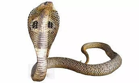 கடலூரில் குழந்தை மையத்தில் பாம்பு  இருந்ததால் பெரும் பரபரப்பு