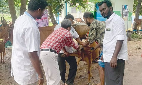 முகாமில் கால்நடைகளுக்கு தடுப்பூசி போடப்பட்டது.
