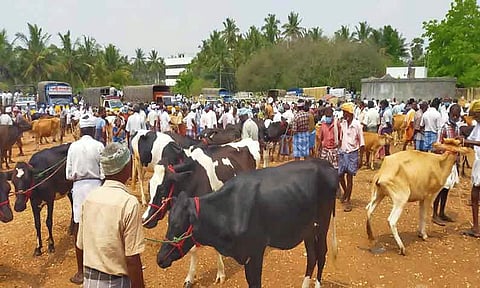 சீனாபுரம் கால்நடை சந்தையில் ரூ.1.50 கோடிக்கு மாடுகள் விற்பனை