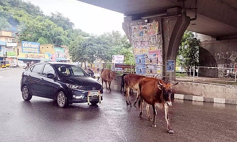 வேலூர் கலெக்டர் அலுவலகம் அருகே வாகனங்களை வழிமறித்து சாலையில் செல்லும் மாடுகளை படத்தில் காணலாம்.