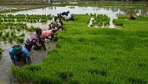 தொடர் மழையால்  சாகுபடியில் தீவிரம் காட்டும் விவசாயிகள்