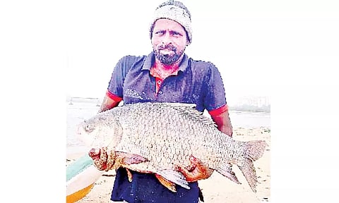 வெள்ளத்தில் சிக்கிய 20 கிலோ மீன்