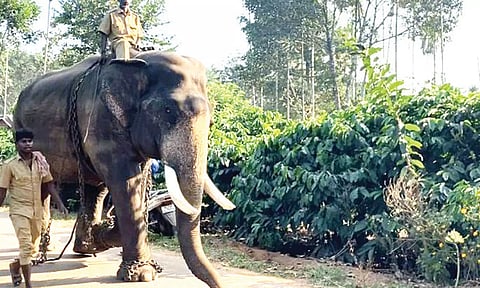 வயநாட்டுக்கு வரவழைக்கப்பட்டுள்ள கும்கி யானை.