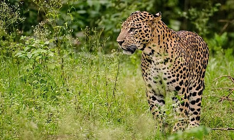 பொன்முடி பகுதியில் சிறுத்தைப்புலி நடமாட்டம்- பொதுமக்கள் பீதி