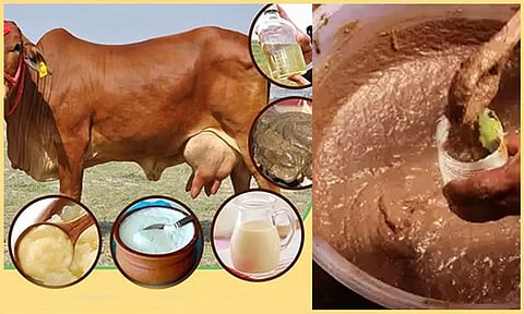 புனிதம் தரும்  பஞ்சகவியம்