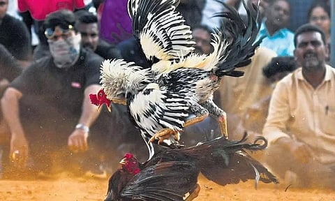 வயாகராவிற்கு இப்படி ஒரு பலனா? - கலக்கும் சேவல் வளர்ப்பாளர்கள்